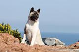 AKITA AMERICAIN 183